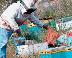 Τριήμερη εκπαίδευση μελισσοκομίας στα Χανιά