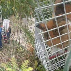 Εθελοντές και πυροσβέστες διέσωσαν εγκλωβισμένη γάτα στα Χανιά