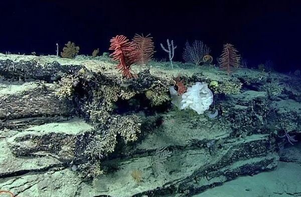 Εντοπίστηκε ο βαθύτερος κοραλλιογενής ύφαλος της γης που είναι τεράστιος