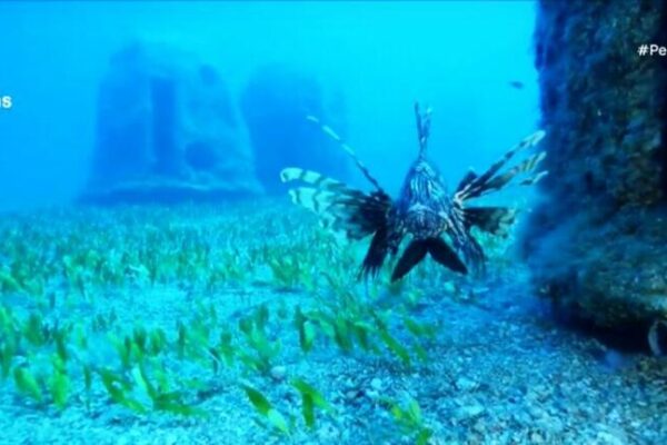 Κρήτη: Ένας τεχνητός βυθός, σαν αληθινός, για ψάρια και καταδύσεις