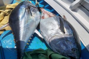 Διακοπή αλιείας τόννου (BFT) λόγω εξάντλησης εθνικής ποσόστωσης