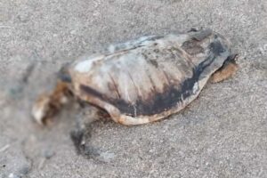 Νεκρή θαλάσσια χελώνα σε παραλία των Χανίων