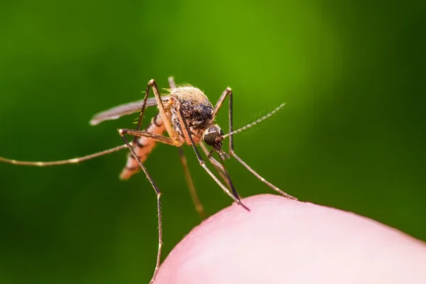 Συνεχίζεται το πρόγραμμα καταπολέμησης κουνουπιών – Δείτε το πρόγραμμα