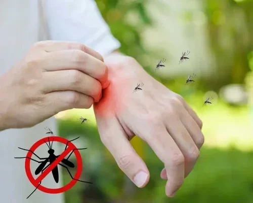 Πρόγραμμα εργασιών καταπολέμησης κουνουπιών