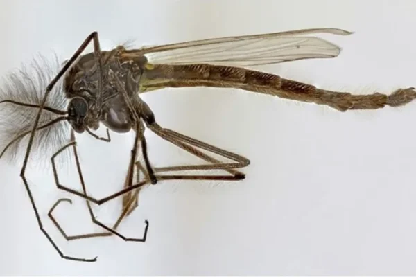 Πρόγραμμα καταπολέμησης κουνουπιών