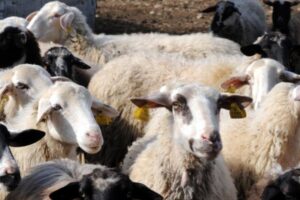 Παρατείνονται τα προληπτικά μέτρα  για την ευλογιά των αιγοπροβάτων στην Κρήτη