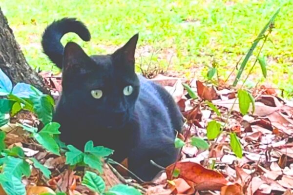 Αξιολάτρευτη γάτα βοηθά τους επιστήμονες να ανακαλύψουν νέο ιό (για δεύτερη φορά)