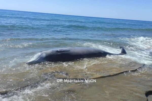 Κρήτη: Ανησυχία από μαζικό εκβρασμό νεκρών Ζιφιών – Τι αναφέρει ο «Αρίων»
