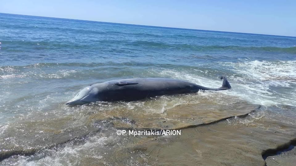 Κρήτη: Ανησυχία από μαζικό εκβρασμό νεκρών Ζιφιών – Τι αναφέρει ο «Αρίων»