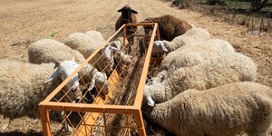 Στον αέρα οι πληρωμές των αγροτών λόγω του σκανδάλου του ΟΠΕΚΕΠΕ