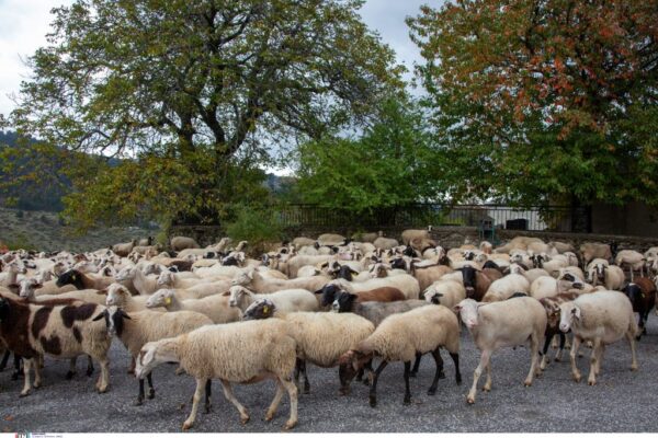 Ευλογιά των αιγοπροβάτων: Παρατείνονται τα προληπτικά μέτρα έως και την Τετάρτη 05 Νοεμβρίου στην Κρήτη