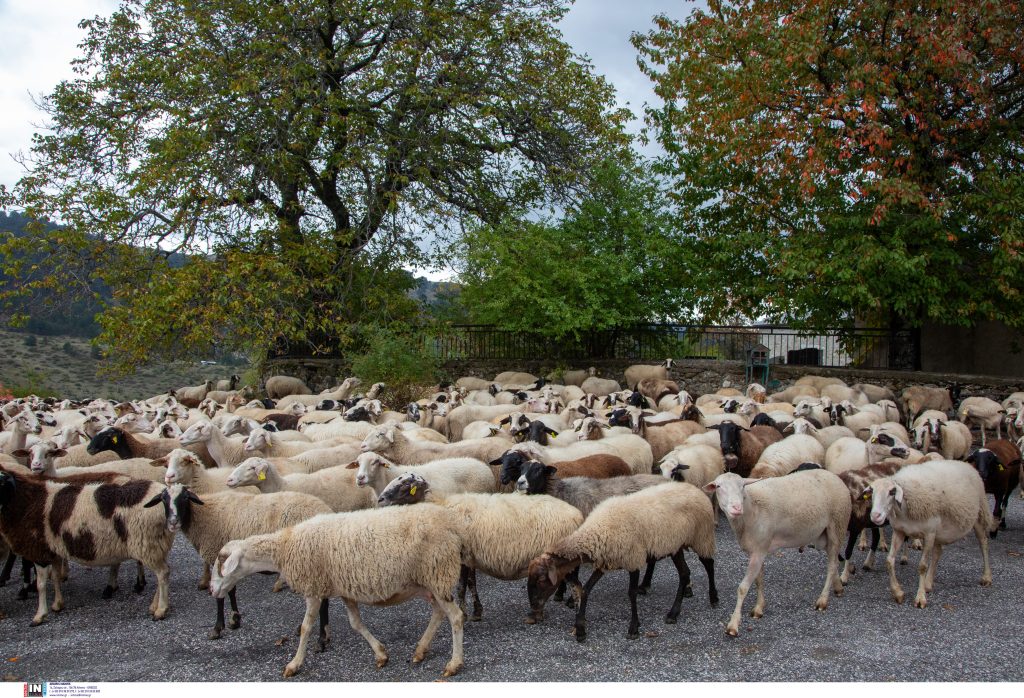Ευλογιά των αιγοπροβάτων: Παρατείνονται τα προληπτικά μέτρα έως και την Τετάρτη 05 Νοεμβρίου στην Κρήτη